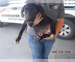 Labrador Retriever-Unknown Mix Dogs for adoption in Oroville, CA, USA