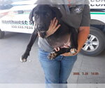 Small Labrador Retriever Mix