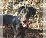 Small #2 Doberman Pinscher