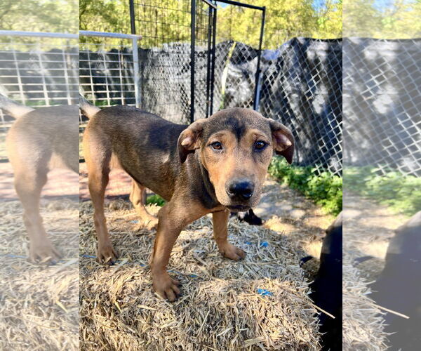 Medium Photo #1 Labrador Retriever-Unknown Mix Puppy For Sale in Tracy City, TN, USA