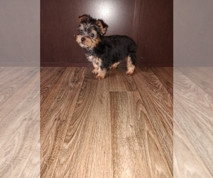 Yorkshire Terrier Litter for sale in LAPEER, MI, USA