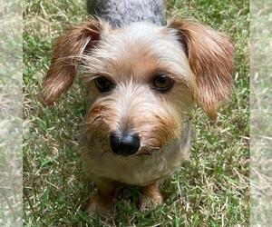 Mutt Dogs for adoption in Social Circle, GA, USA