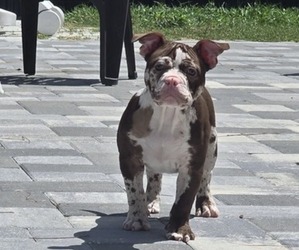American Bully Puppy for sale in NORTH PORT, FL, USA