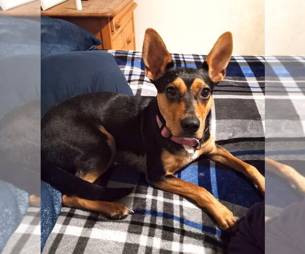 Medium Photo #2 Mutt Puppy For Sale in Bellevue, WA, USA