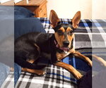Small #1 Mutt