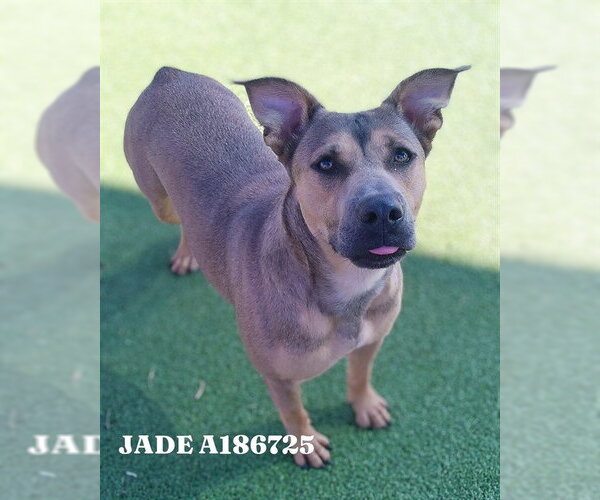 Medium Photo #1 American Pit Bull Terrier-Unknown Mix Puppy For Sale in Pasadena, TX, USA