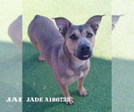 JADE - Female American Pit Bull Terrier-Unknown Mix Dog for Adoption - Small photo