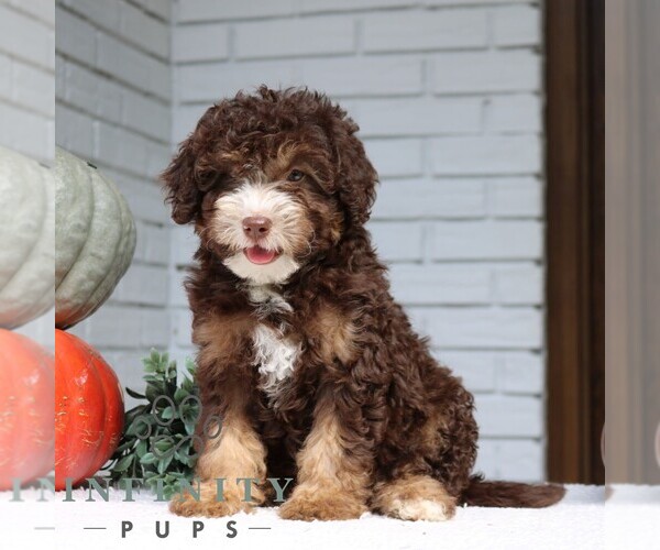 Medium Photo #4 Bernedoodle (Miniature) Puppy For Sale in PARADISE, PA, USA