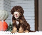 Small #3 Bernedoodle (Miniature)