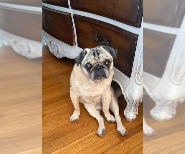 Medium Photo #6 Pug Puppy For Sale in Indianapolis, IN, USA