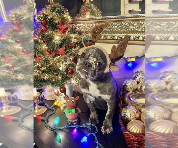 Medium Photo #40 French Bulldog Puppy For Sale in BUSHKILL, PA, USA