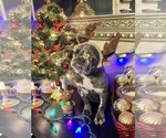 Small Photo #40 French Bulldog Puppy For Sale in BUSHKILL, PA, USA