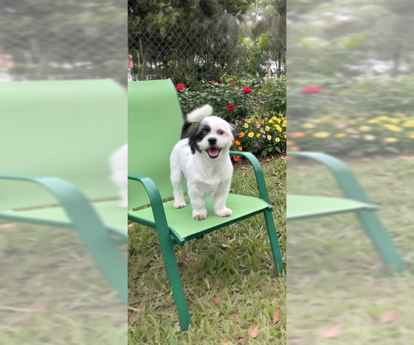 Medium Photo #9 Shih Tzu Puppy For Sale in Weston, FL, USA