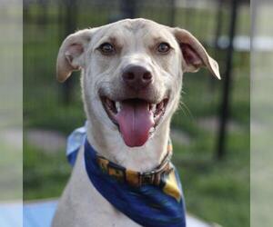 Labrador Retriever-Unknown Mix Dogs for adoption in San Antonio, TX, USA