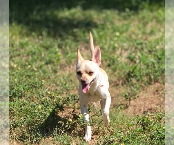 Medium Photo #3 Chihuahua-Unknown Mix Puppy For Sale in Cranston, RI, USA