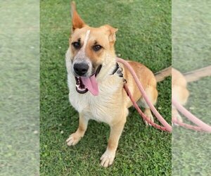 German Shepherd Dog-Unknown Mix Dogs for adoption in Evansville, IN, USA