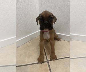 Boxer Puppy for sale in LAS VEGAS, NV, USA