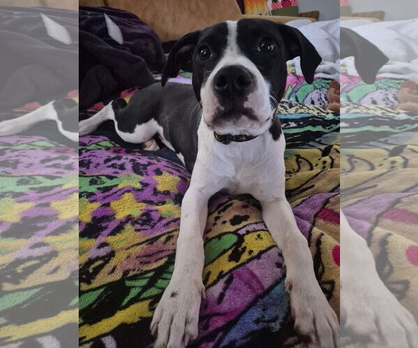 Medium Photo #10 Mutt Puppy For Sale in Germantown, OH, USA