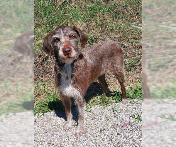 Medium Photo #1 German Wirehaired Pointer Puppy For Sale in Lake City, MI, USA