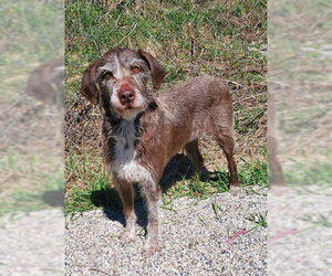 German Wirehaired Pointer Dogs for adoption in Lake City, MI, USA