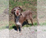 Small German Wirehaired Pointer