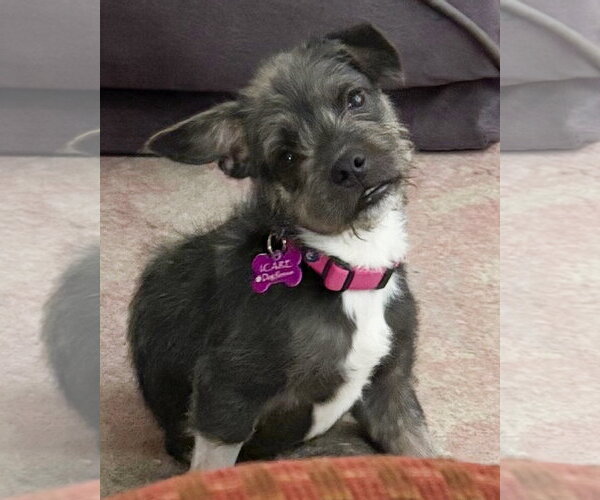 Medium Photo #3 Mutt Puppy For Sale in Corona, CA, USA