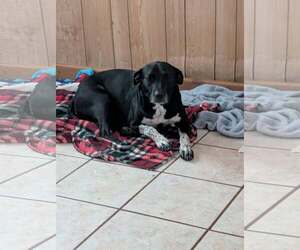 Cookie's Puppies *Help! We need a foster home!* - Female Labrador Retriever-Unknown Mix Dog for Adoption - Photo #10