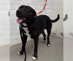 ECLIPSE - Male Mutt Dog for Adoption - Small photo
