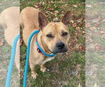 Small #4 American Staffordshire Terrier-Carolina Dog Mix