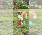 Small #7 Shih Tzu