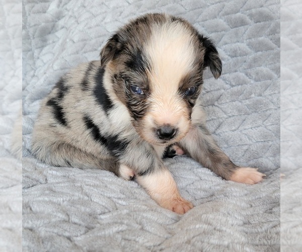 Medium Photo #2 Australian Shepherd Puppy For Sale in DOWELLTOWN, TN, USA