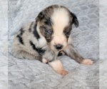 Small Photo #2 Australian Shepherd Puppy For Sale in DOWELLTOWN, TN, USA