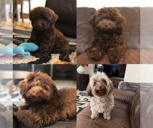 Mother of the Havanese-Poodle (Toy) Mix puppies born on 03/30/2022