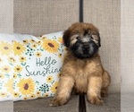 Small #2 Soft Coated Wheaten Terrier