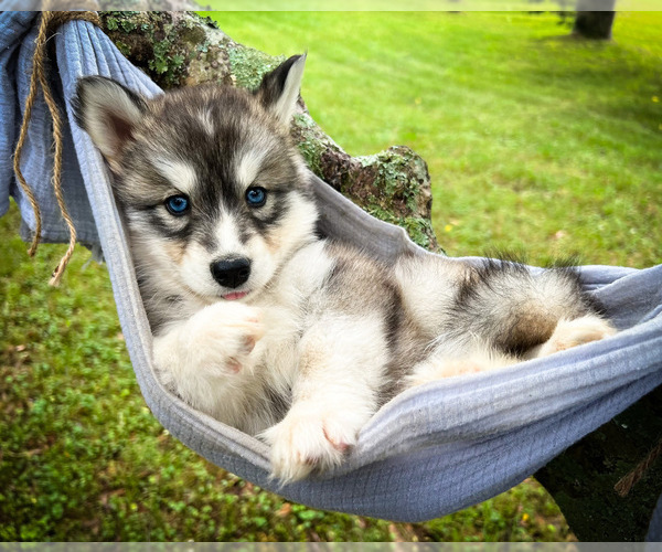 Medium Photo #1 Siberian Husky Puppy For Sale in UNION GROVE, AL, USA