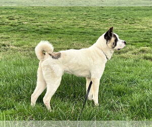 Akita Dogs for adoption in Pottstown, PA, USA