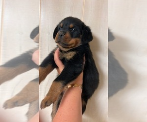 Rottweiler Puppy for sale in BASSETT, VA, USA
