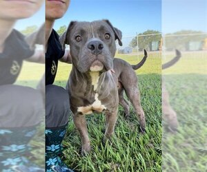 Staffordshire Bull Terrier Dogs for adoption in Rosenberg, TX, USA