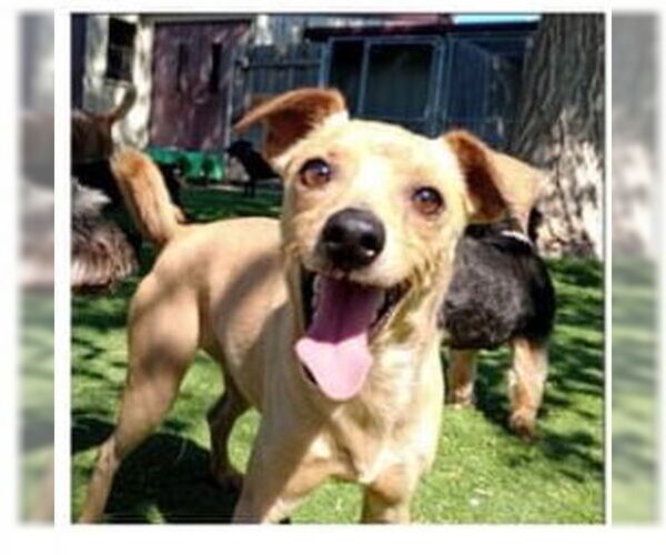 Medium Photo #2 Chihuahua-Unknown Mix Puppy For Sale in Amarillo, TX, USA