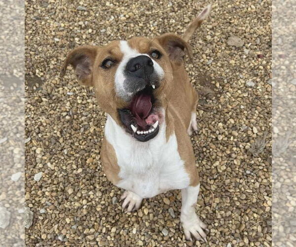 Medium Photo #2 Mutt Puppy For Sale in Anniston, AL, USA