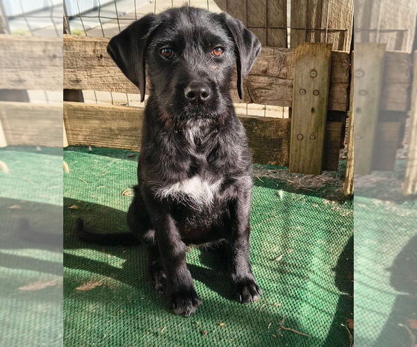 Medium Photo #1 Labrador Retriever-Unknown Mix Puppy For Sale in Aurora, IN, USA