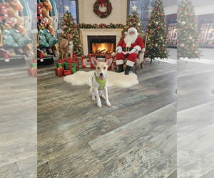 Alvin - Male Jack Russell Terrier Dog for Adoption - Photo #3