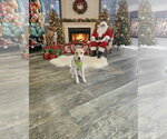 Small Photo #3 Jack Russell Terrier Puppy For Sale in Sanderson, FL, USA