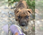 Small American Bandogge mastiff