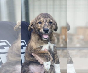 Labrador Retriever-Unknown Mix Dogs for adoption in Rockaway, NJ, USA