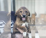 Small Labrador Retriever Mix