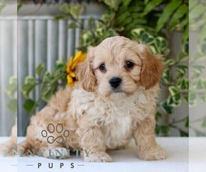 Cavachon Puppy for sale in GORDONVILLE, PA, USA