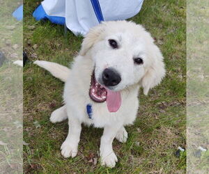 Great Pyrenees Dogs for adoption in Croydon, NH, USA