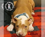Small #17 Staffordshire Bull Terrier Mix