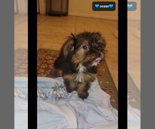 Medium Photo #3 Yorkshire Terrier Puppy For Sale in TUCSON, AZ, USA